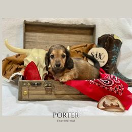 Porter - Cream male Dachshund puppy in Klamath Falls, Oregon from Hidden Ridge Dachshunds