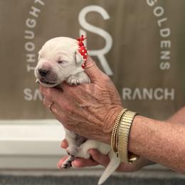Mr. Red-Dot - Light golden male Golden Retriever puppy in Fresno, California from Sanctuary Ranch Goldens