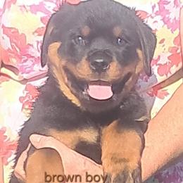 Boy 2 - Black and mahogany male Rottweiler puppy in De Witt, Iowa from Irish Eyes Kennels