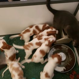 Clumber Spaniel and Irish Red and White Setter Puppies from NyaStar & Chequamegon