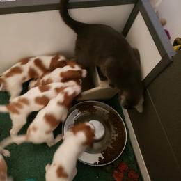 Clumber Spaniel and Irish Red and White Setter Puppies from NyaStar & Chequamegon
