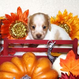 Myers - Piebald male Dachshund puppy in Corbin, Kentucky from White River Valley Kennel