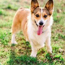 American Corgis and Pembroke Welsh Corgis from Turnbull Corgis
