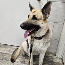 Chevy - Shiloh Shepherd