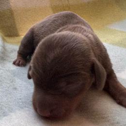 Lolly - Chocolate and tan female Dachshund puppy in Wallingford, Kentucky from Hensley Homestead Dachshunds