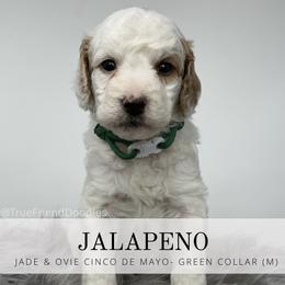 JALAPEÑO - Green Collar - Parti male Goldendoodle puppy in Watertown, New York from True Friend Doodles