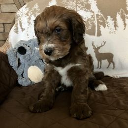 Whoodle Puppies from RockyRiverDoodles