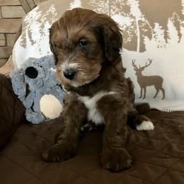 Whoodle Puppies from RockyRiverDoodles