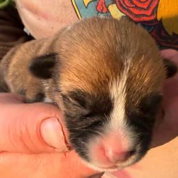 Boy - Sable male Pembroke Welsh Corgi puppy in Riverside, California from Four Aces Corgis
