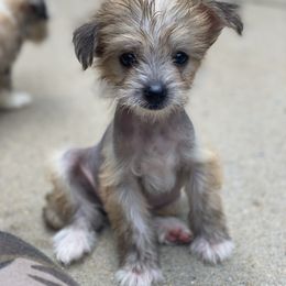 Chinese Crested Puppies from Cosmopawlitan