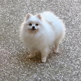 Vanilla Sprinkles - Cream female Pomeranian puppy in Placer County, California from Lilmonster Pomeranians