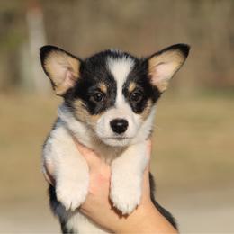 Mash - Black and tan male Pembroke Welsh Corgi puppy in Leonard, Texas from Southern Rose Corgis