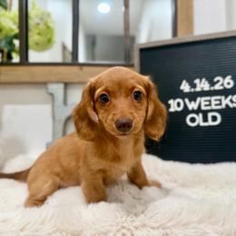 Jessie - Red female Dachshund puppy in Goodyear, Arizona from AZ Low Life Doxies