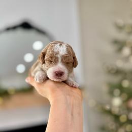 Milo - Red  male Goldendoodle puppy in Rio Linda, California from Plush Doodles