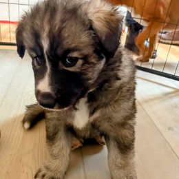 Kavi Na - male Native American Indian Dog puppy in Granby, Colorado from Turtle Island NAIDs