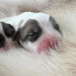 Mary - White and badger female Great Pyrenees puppy in Murfreesboro, Tennessee from Storybook Tails Farm