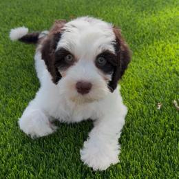 Flo - Chocolate female Australian Labradoodle puppy in Denton, Texas from Liberty Hill Labradoodles