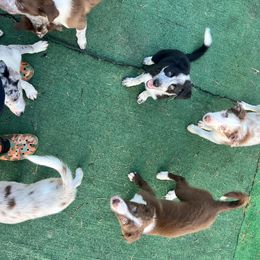 Border Collie Puppies from A&S Pet Services