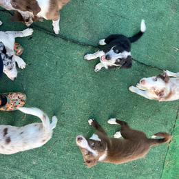 Border Collie Puppies from A&S Pet Services