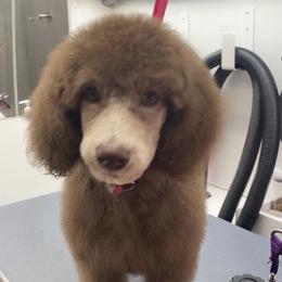Poodle All Grown Up from Purley Poodles
