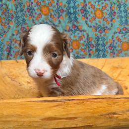 Mira (red) - Red merle female Aussiedoodle puppy in Watertown, Wisconsin from Little Bear Paws Aussiedoodles