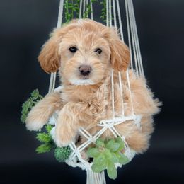 Assorted Doodle Crosses and Goldendoodle Puppies from Cynology Doodles