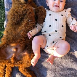 Poodle Puppies from Remnant Ranch Poodles