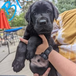 Labrador Retriever Puppies from High Altitude Labradors