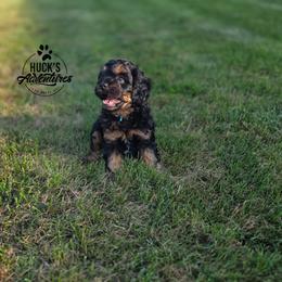 Cavapoo puppies from Huck's Adventures