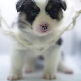 Tiana - Black and tan female Pembroke Welsh Corgi puppy in Vacaville, California from Hope_4thebay_Corgis