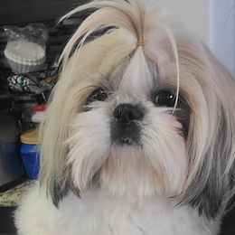 Lily - Shih Tzu