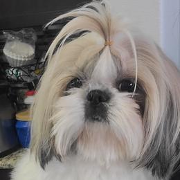 Lily - Shih Tzu
