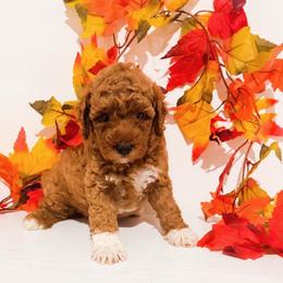 Timon - Red  male Goldendoodle puppy in Kissimmee, Florida from Poodle Doodle Kennels