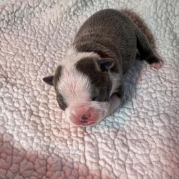 Crumpet - Blue female Boston Terrier puppy in Lakewood, California from So Cal Boston’s