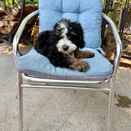 Bear - Black tri-color male Assorted Doodle Crosses puppy in Calhoun, Georgia from Happy Top Doodles