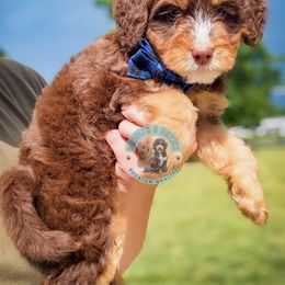 Sycamore - Tri-color male Bernedoodle puppy in Marion, Ohio from Doodles & Doxies