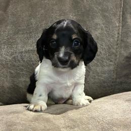 Denver Parton - Piebald male Dachshund puppy in Dobson, North Carolina from Oakleys Dachshund Haven