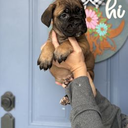 Pink Female 2 - Black female Cane Corso puppy in Lakeland, Florida from Valyrian Cane Corsos