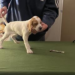 Pointer Puppies from Lake Effect