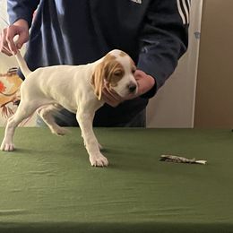 Pointer Puppies from Lake Effect