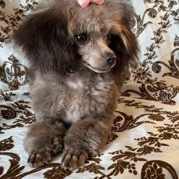 Dixie - Poodle