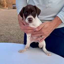 Gretel - White and liver female German Shorthaired Pointer puppy in Glennville, Georgia from Andre Family Farms & Kennels