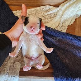 Zen - Black and white male Bernedoodle puppy in Decatur, Georgia from So Adoodable