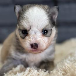 Girl 3 - Wolf sable female Pomsky puppy in Mesa, Arizona from Platinum Pomskies