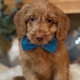 Apollo - Caramel male Australian Labradoodle puppy in Elk Grove, California from Sacto Labradoodles