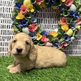 Whiskey - Cream male Dachshund puppy in Bald Knob, Arkansas from Victoria’s Dachshunds