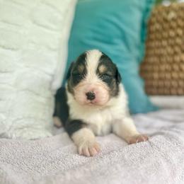Mars - Black tri-color male Australian Shepherd puppy in Kentland, Indiana from Pine Grove Aussies