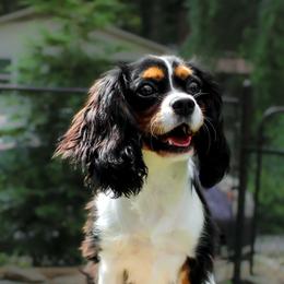 Grace - Tri-color female Cavalier King Charles Spaniel puppy in Hendersonville, North Carolina from Grayfinn House