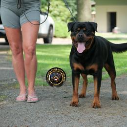 S’sence - Rottweiler