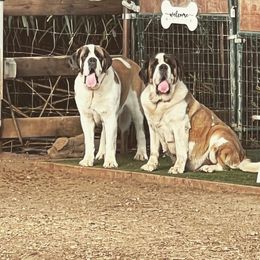 Frida - Saint Bernard